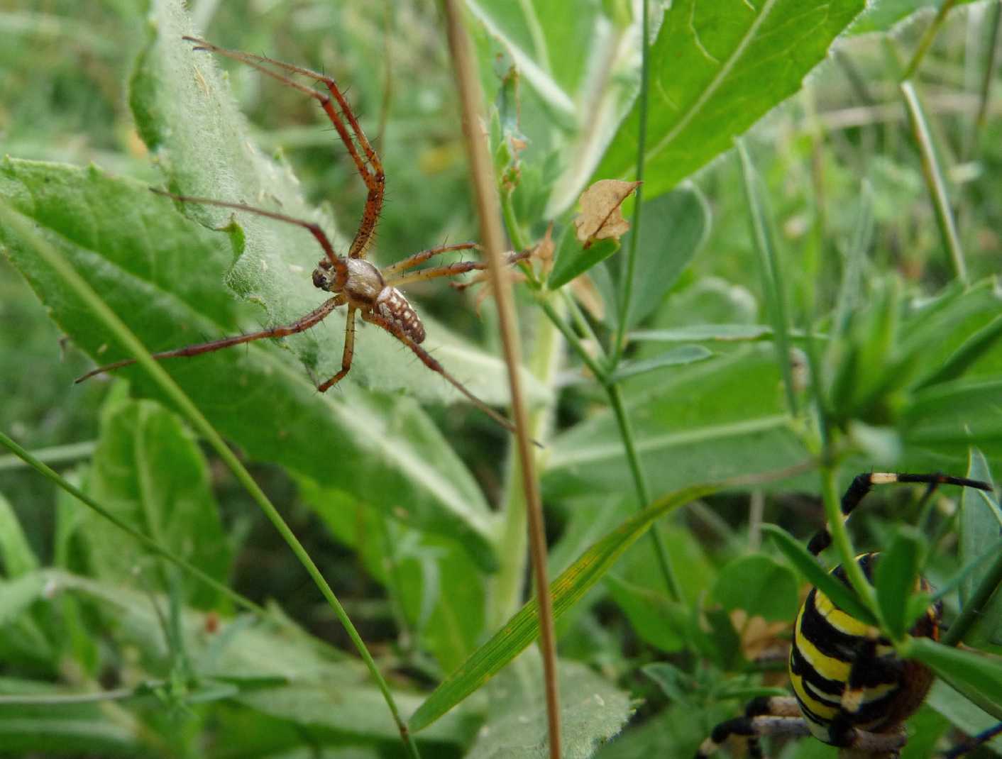 Il paradiso delll''Argiope